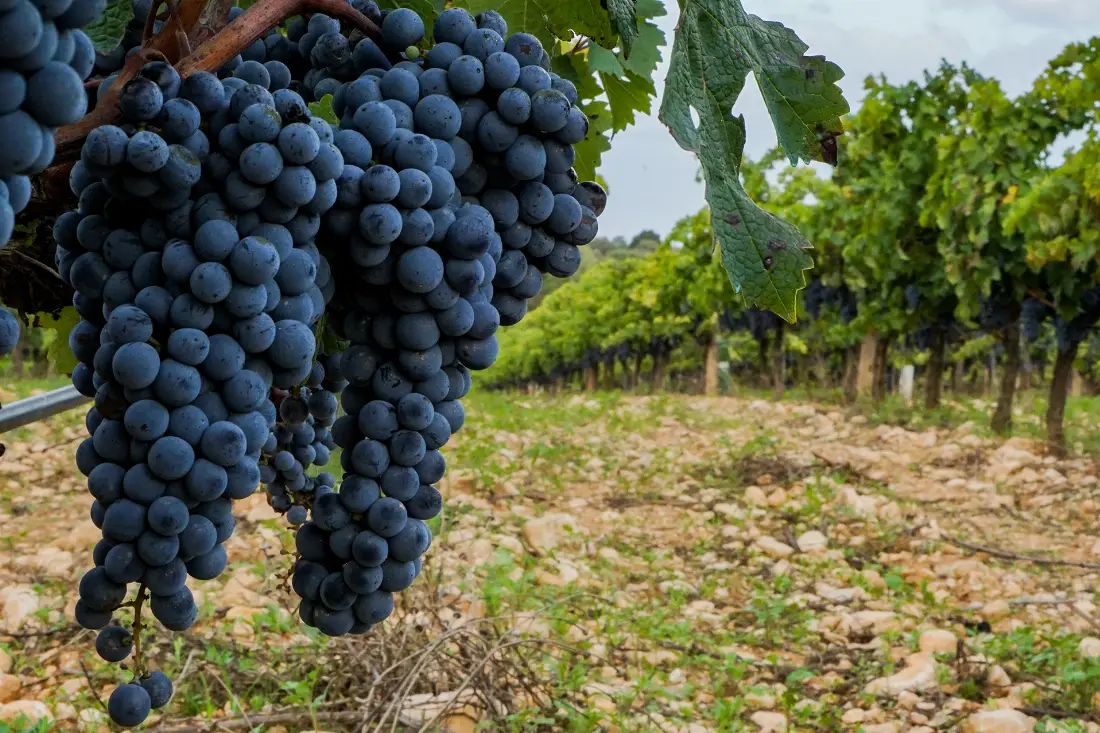 oliver moragues mallorca racimo de uvas slide home