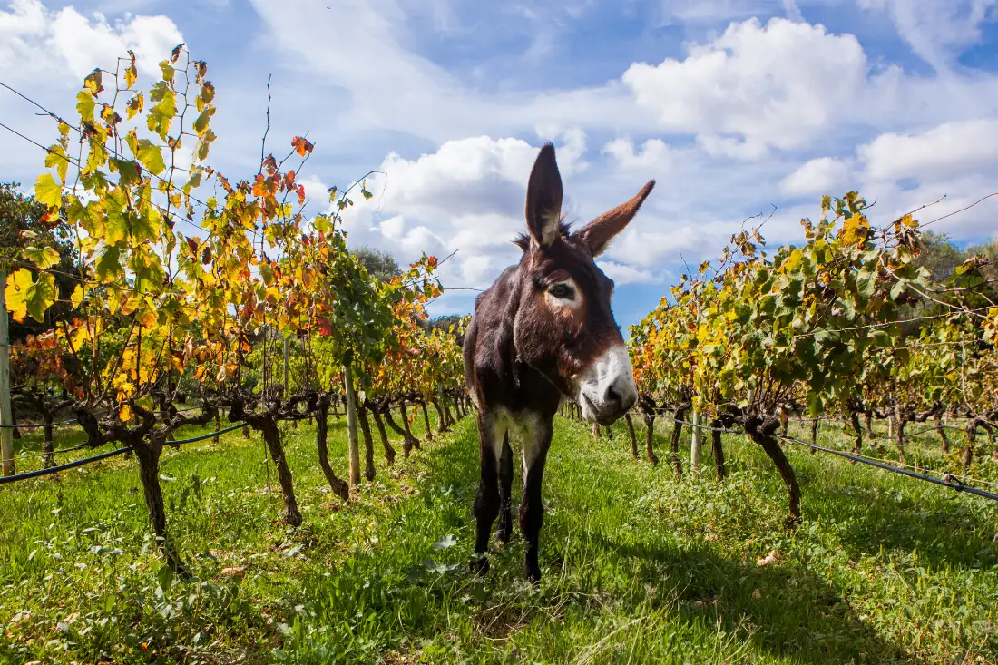 viticulture vineyard mallorca slide burro