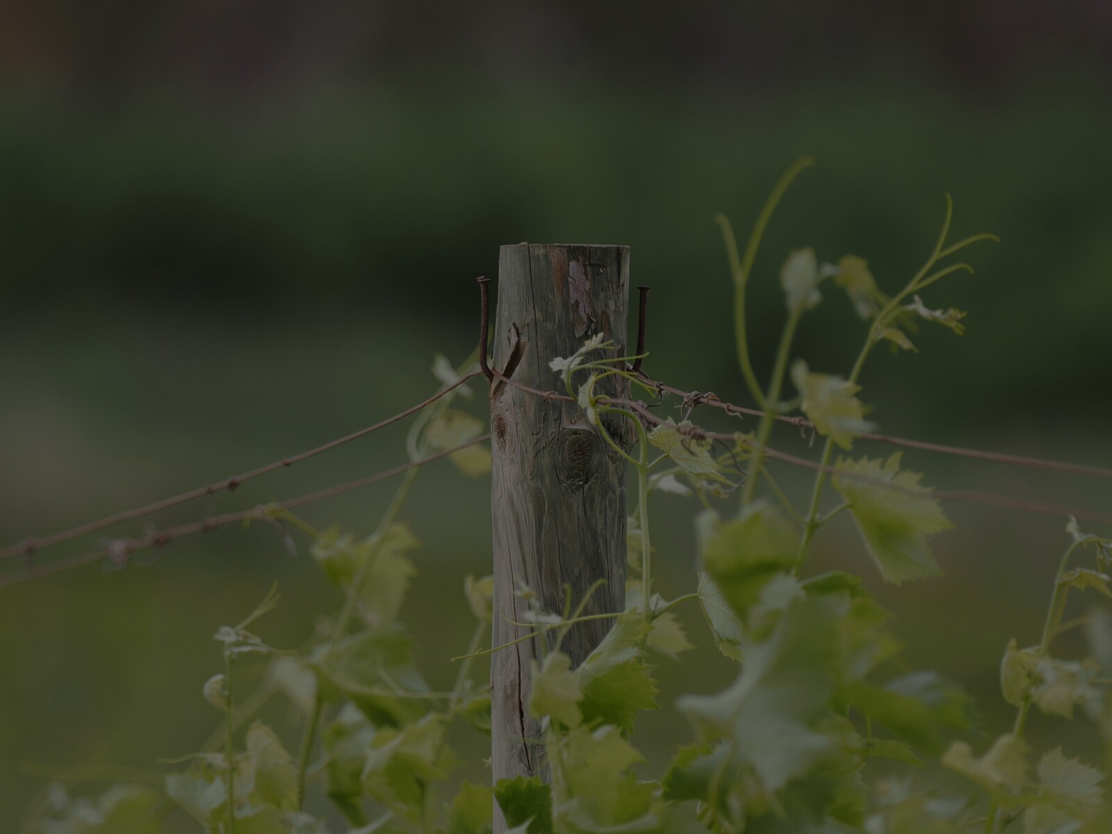 vineyards 3 scaled 1