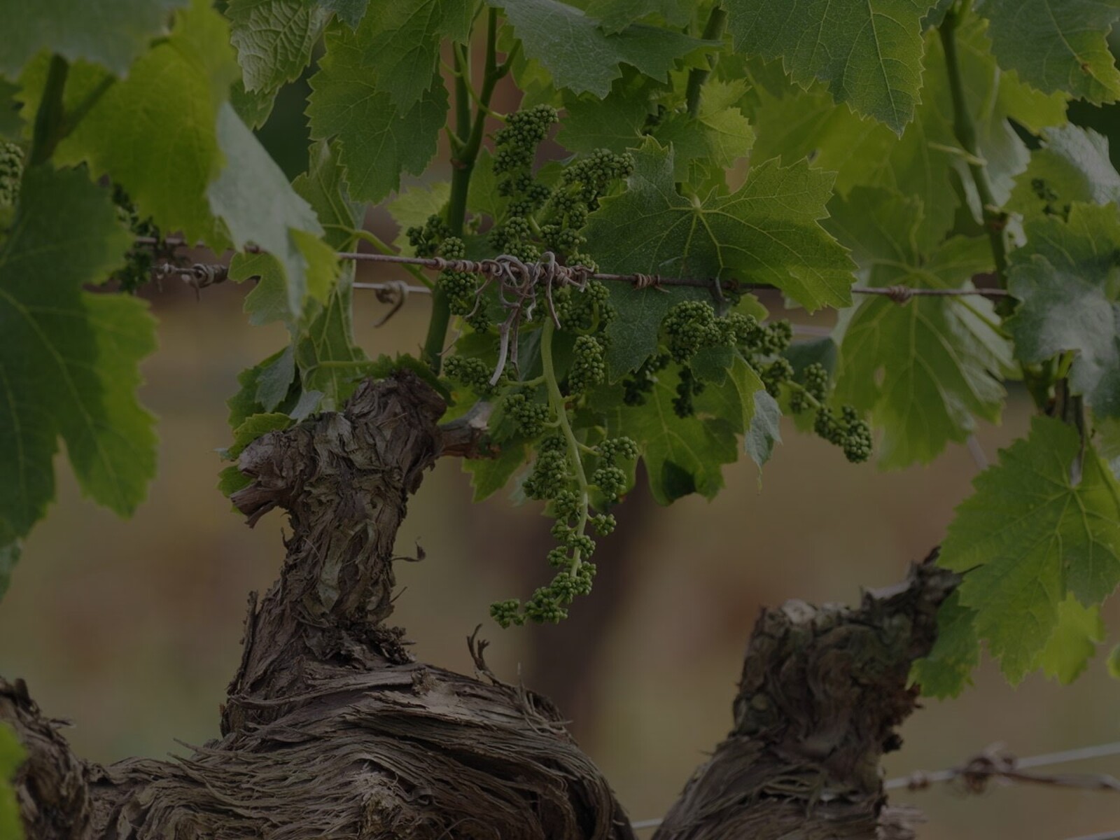 vineyards 6 1