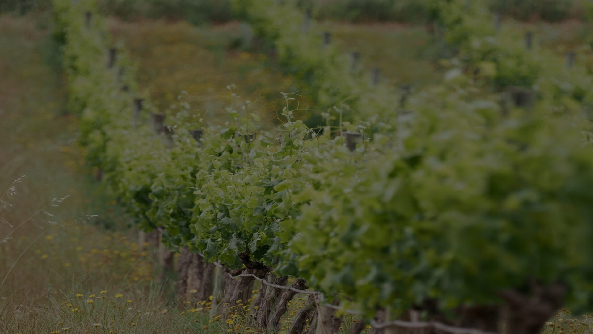 vineyards 1 1 en