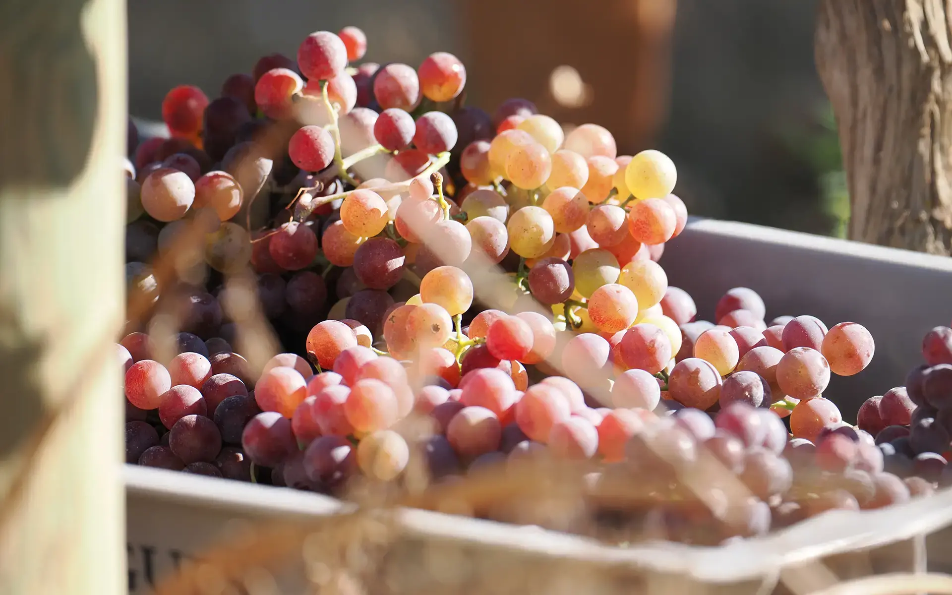 expectations for the 2025 harvest img destacada ok