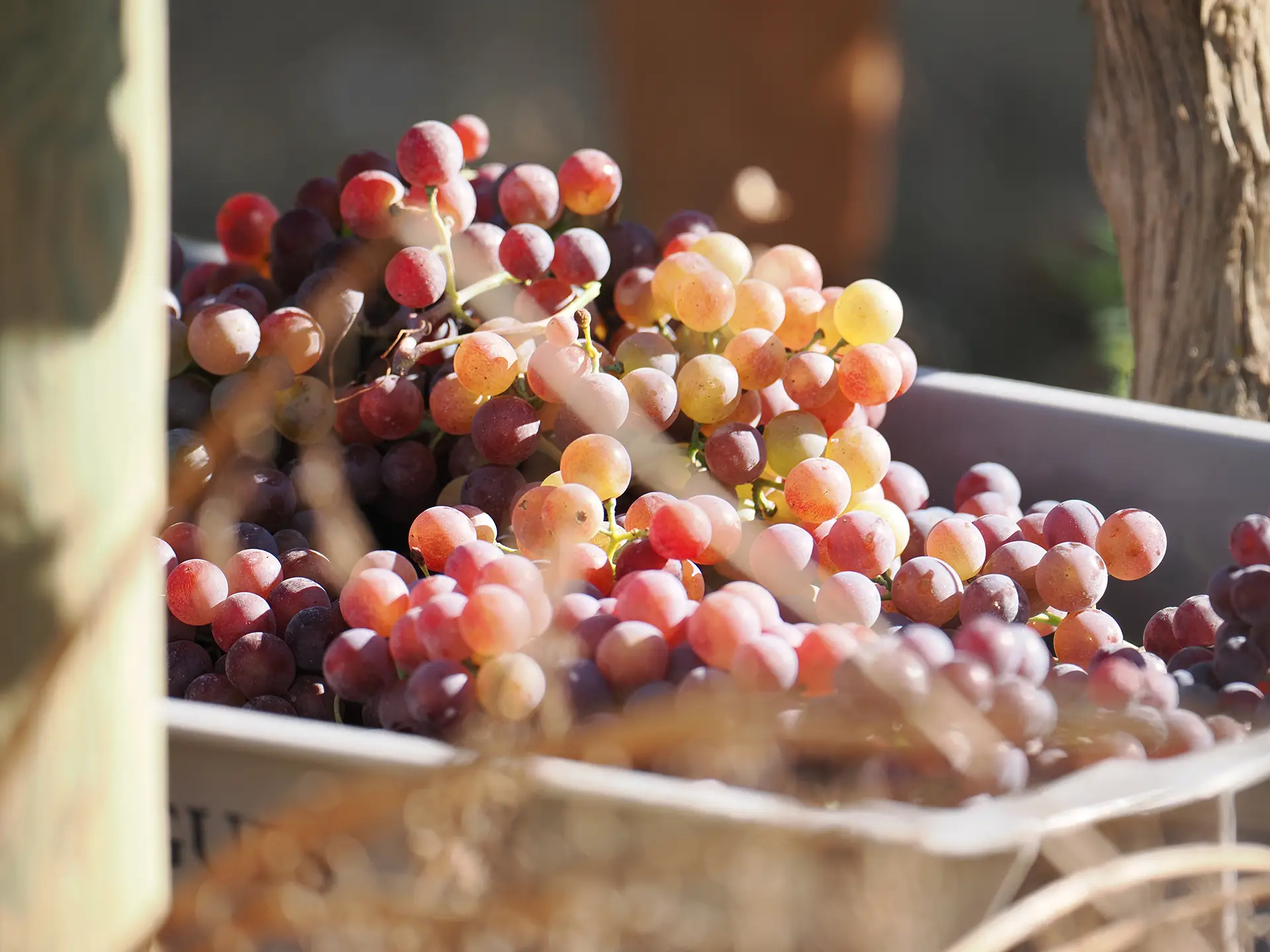 expectations for the 2025 harvest img destacada ok