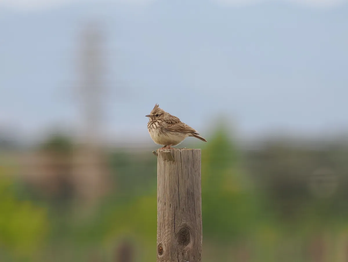 viticulture-vineyard-mallorca-pajaro
