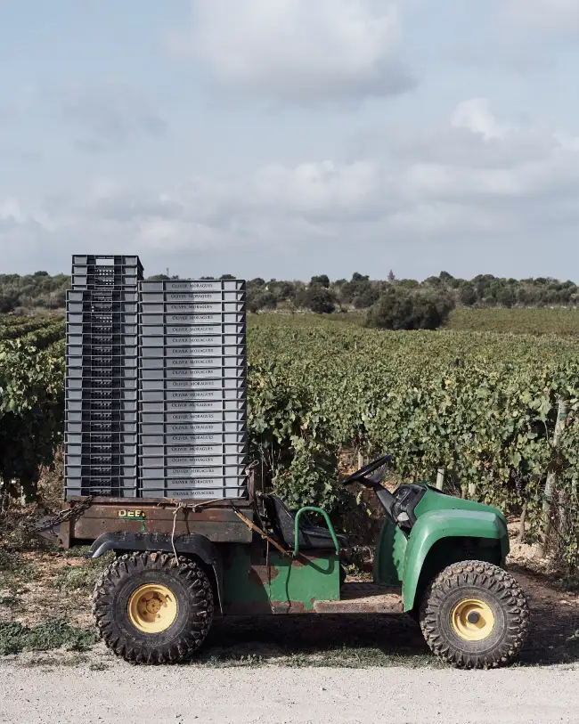 oliver moragues vineyard img post